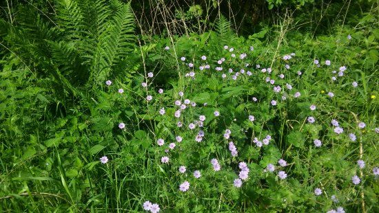 Diabelski Kamień w Odargowie